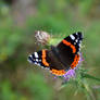 Red Admiral