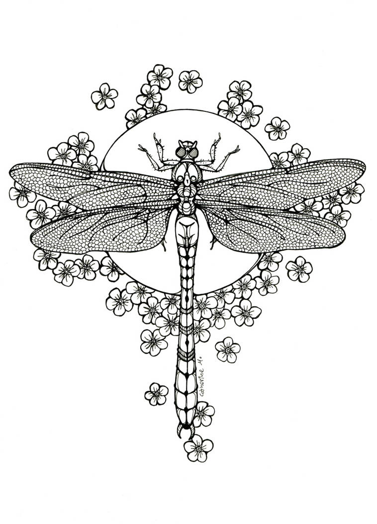 Line Drawing Dragonfly