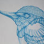 Common kingfisher - blue pencil