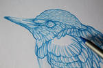 Common kingfisher - blue pencil by CathM