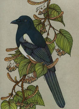 Magpie