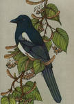 Magpie by CathM