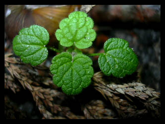 Small green plant