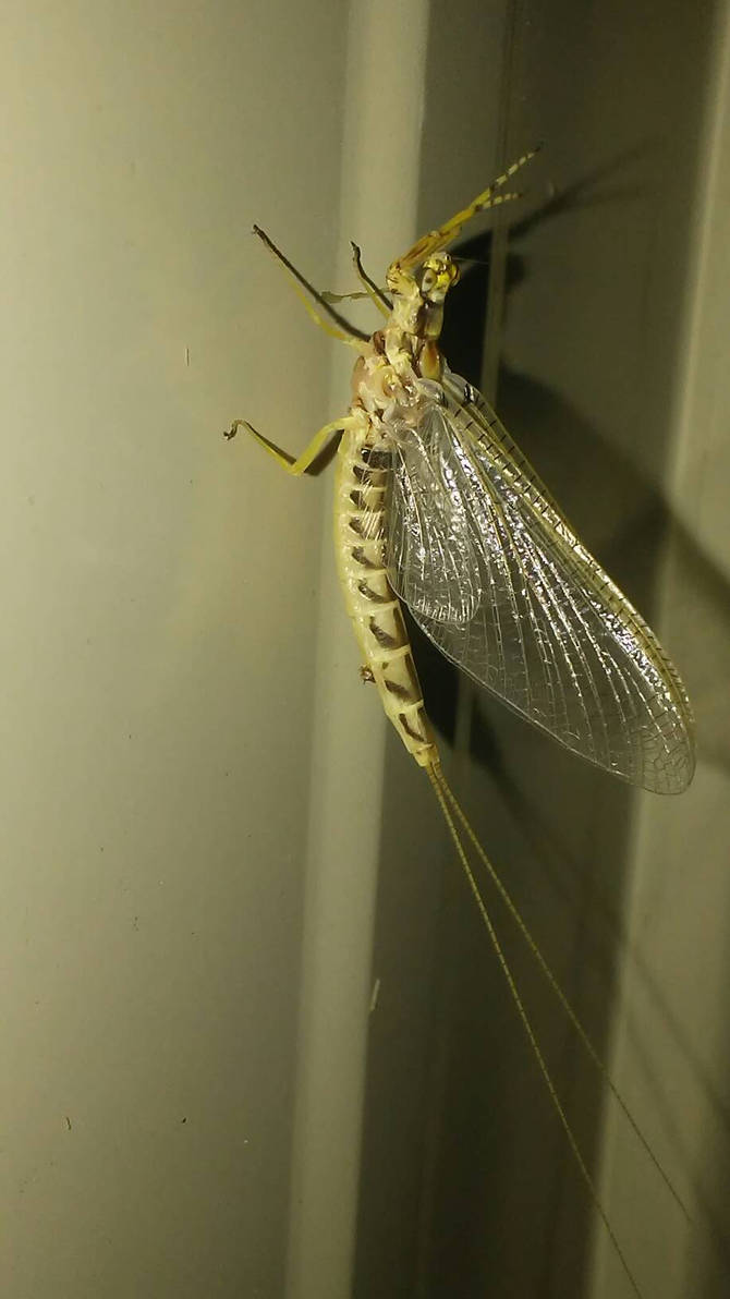 Mayfly 1 by CanvasWorld on DeviantArt