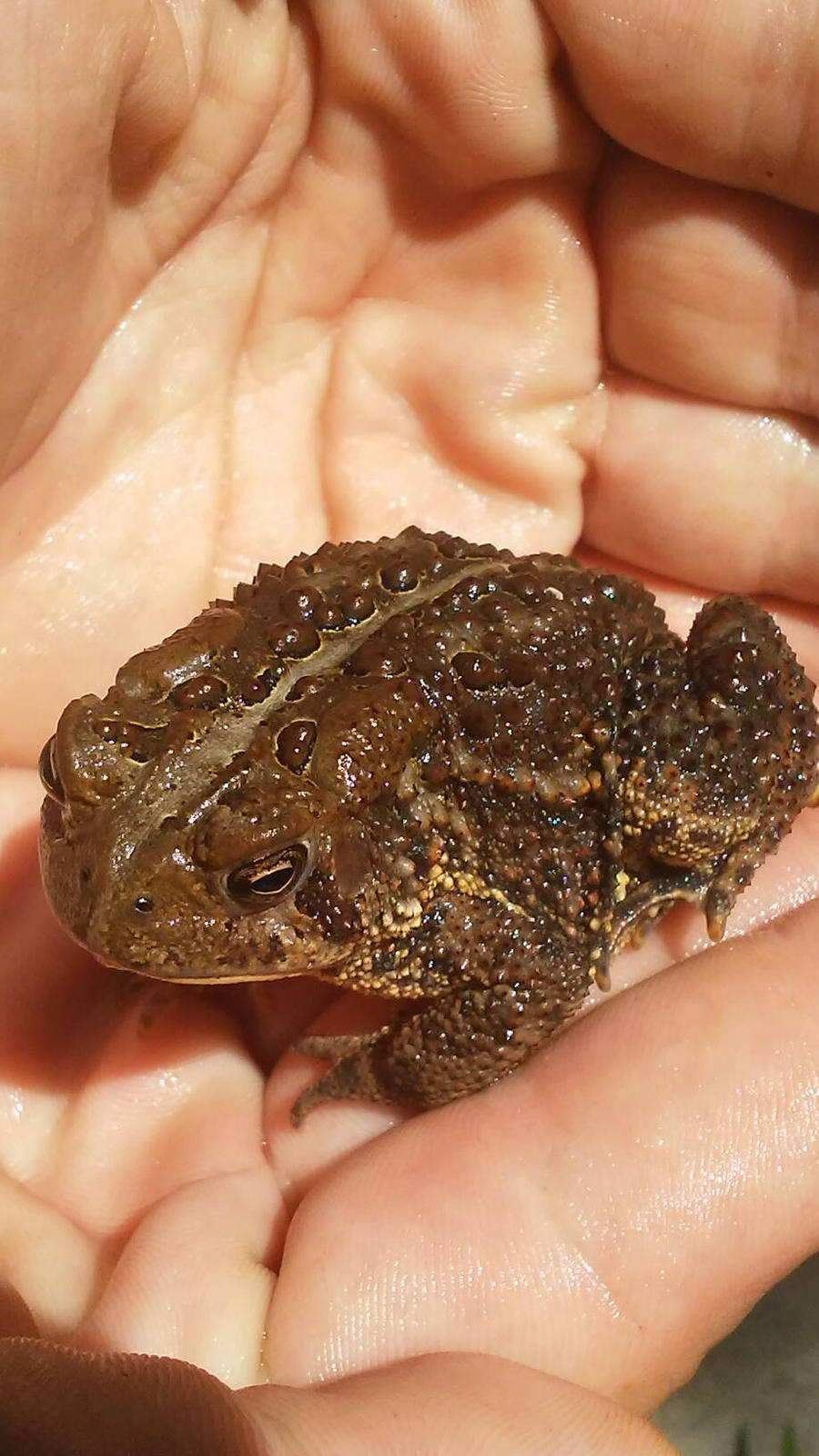 Fowlers Toad 3 by CanvasWorld on DeviantArt