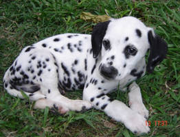 Dalmatian