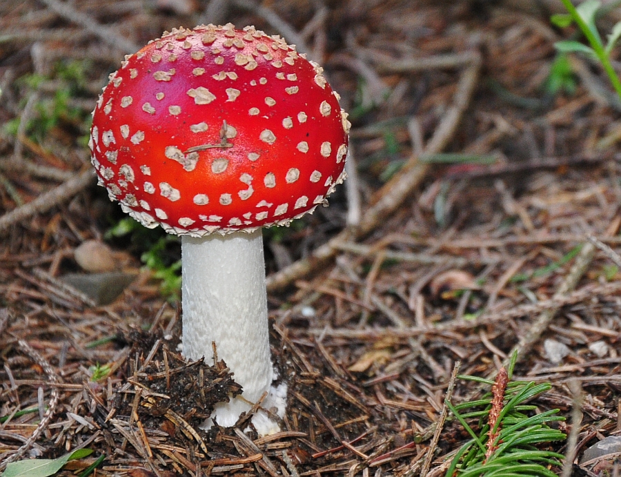 fly agaric