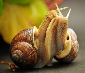 Mollusks, snails