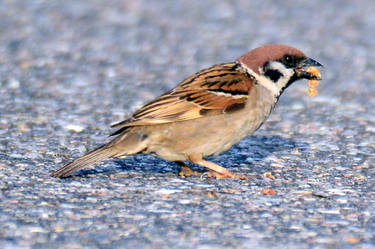 Feldsperling Passer montanus