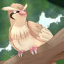 Pidgey