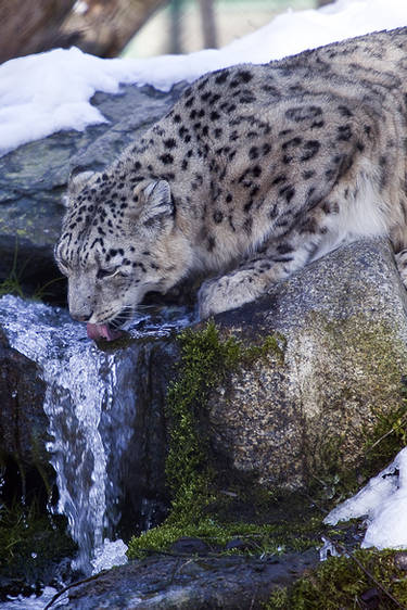 Thirsty Snow Leopard