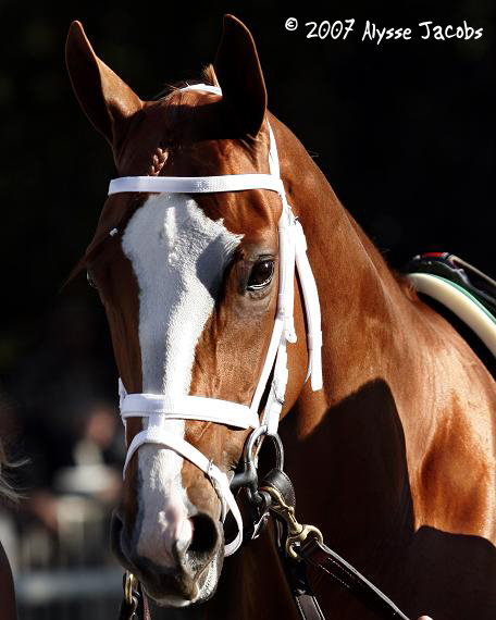 Rags - Gazelle paddock