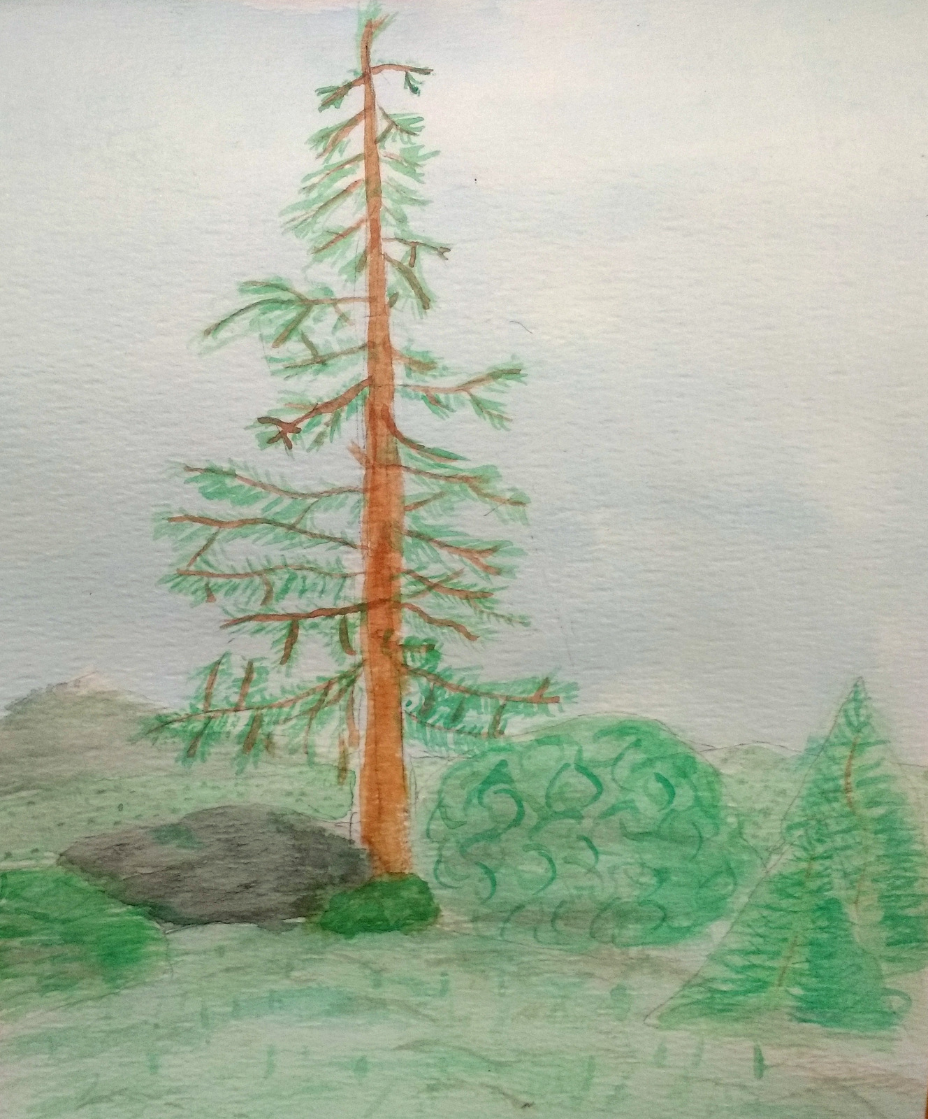 Cedar tree