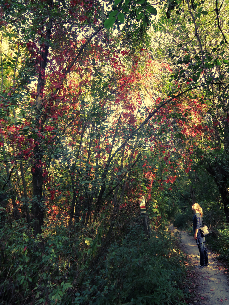 autumn colors.