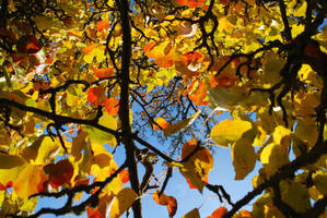 Autumn colors