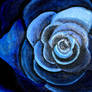 Blue Rose