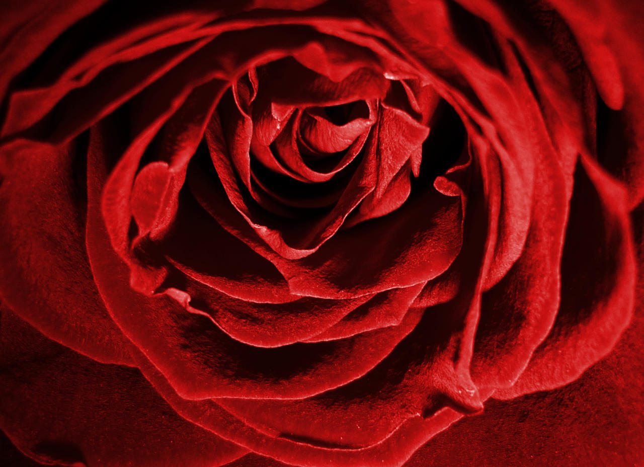 valentinsday rose