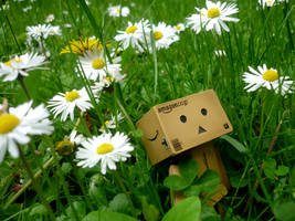 Danbo with cloverleaf