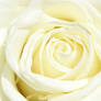 white rose