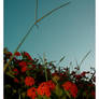 flowers in orange