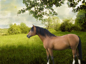 Simple Horse Manip