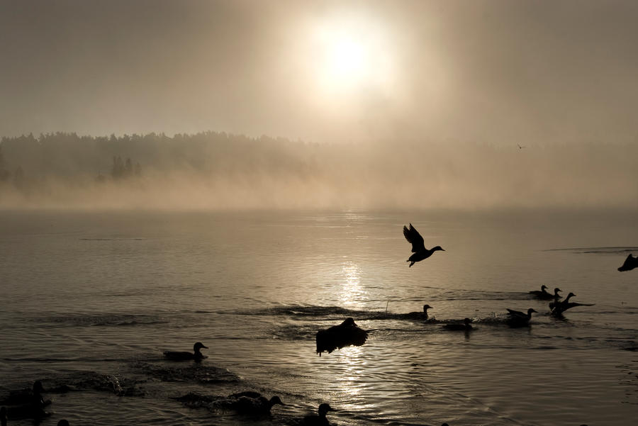 Ducks On Misty Vuoksi