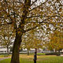 Under a big old tree