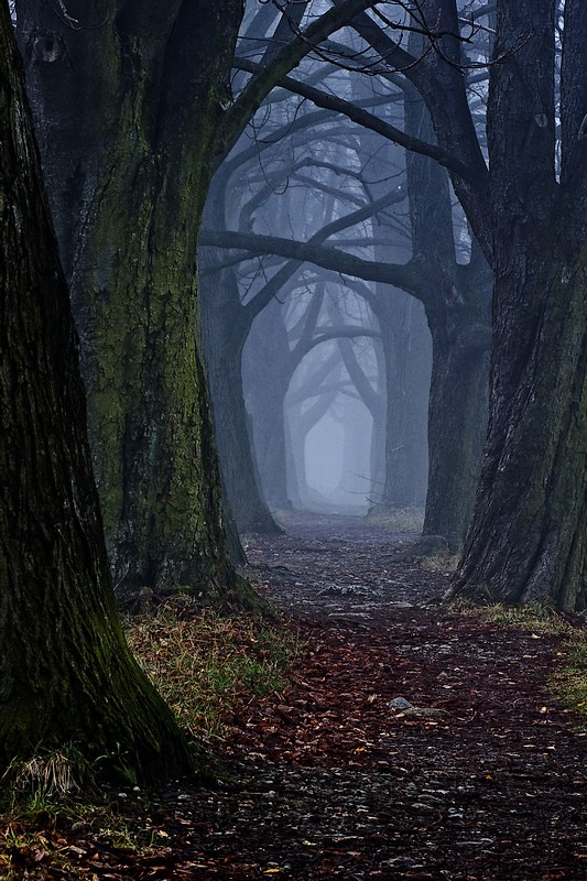 The Dark Forest Path By Djluke9 On Deviantart