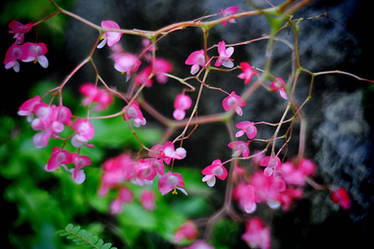 Balboa Park Flowers 2