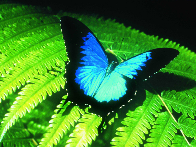 Ulysses butterfly