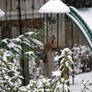Female Cardinal-  In the Snow