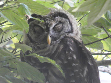 Barred Owl-  Taking a nap