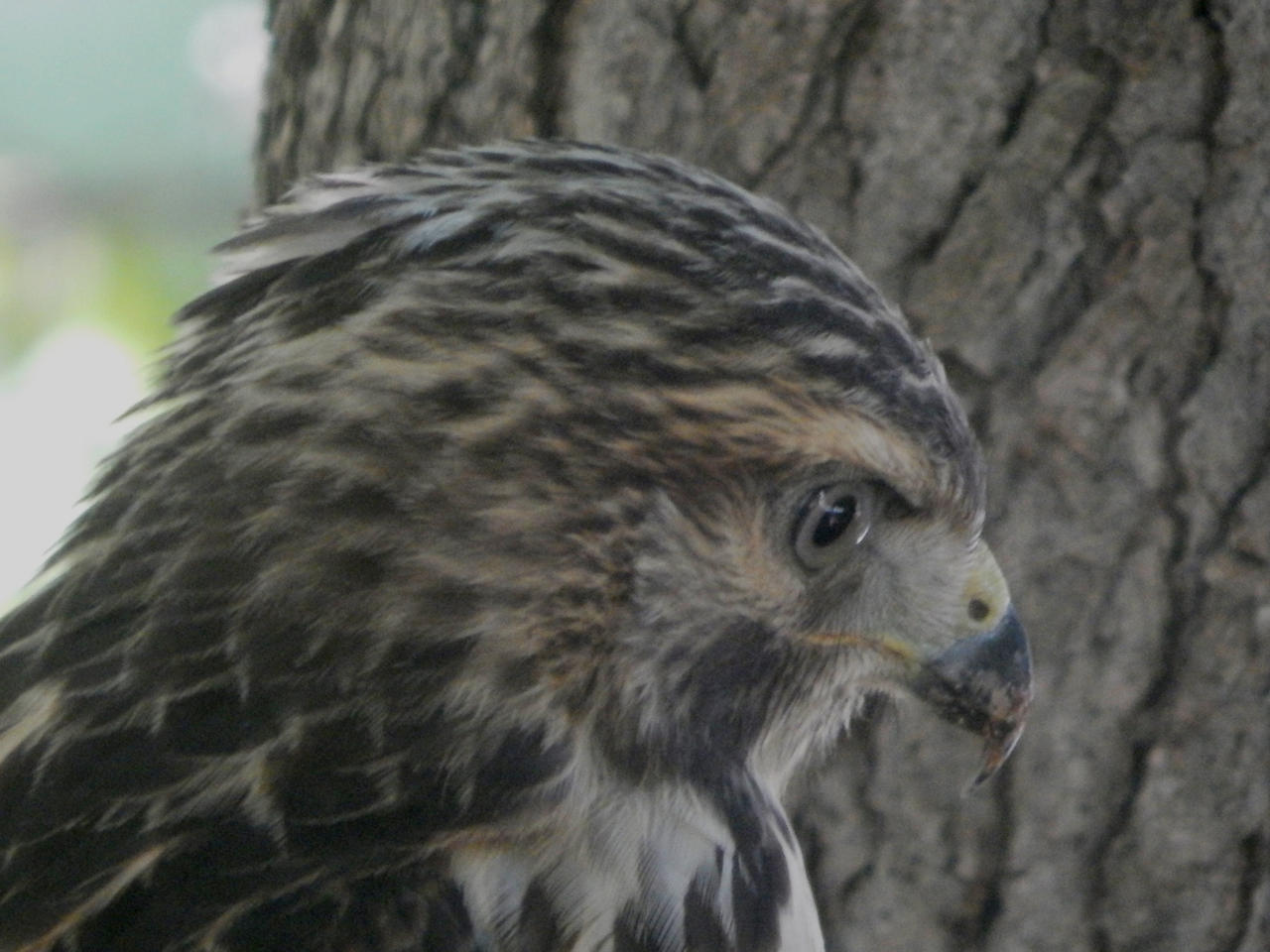 Immature Red Tailed Hawk close-up