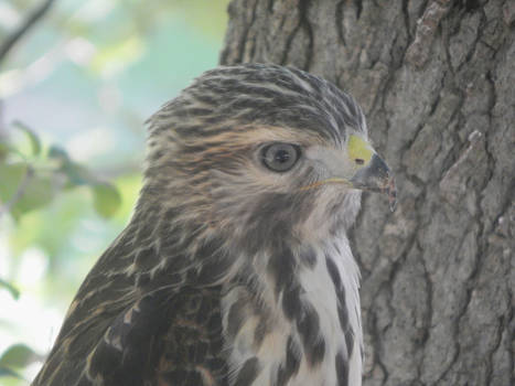 Immature Red Tailed Hawk 2