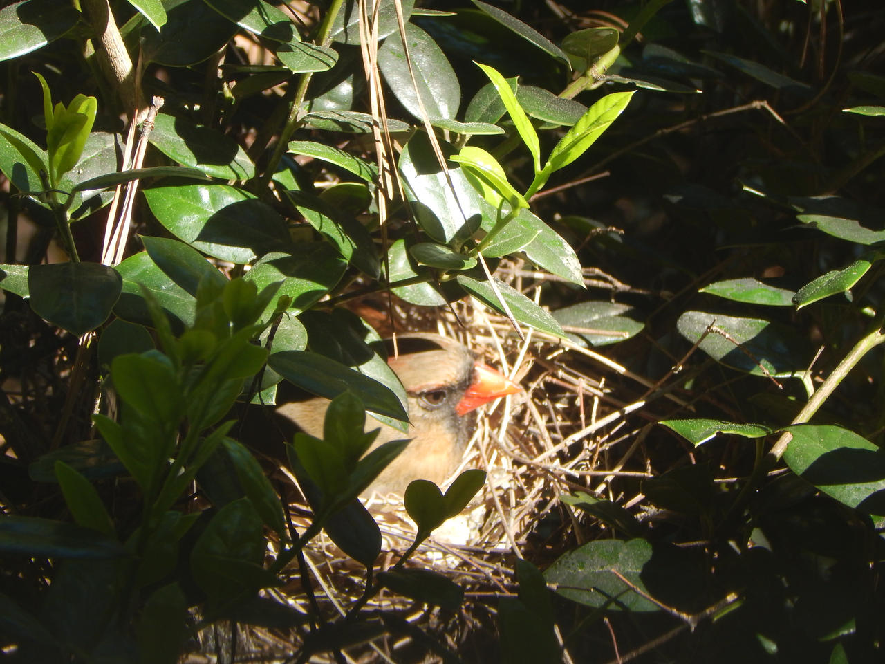 Mother Cardinal