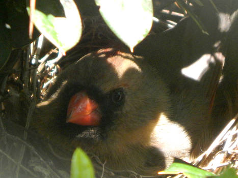 Mother Cardinal Smiles