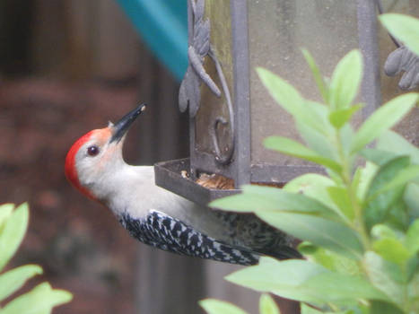 Red Bellied Woodpecker