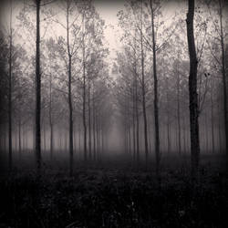 Brume - Forest