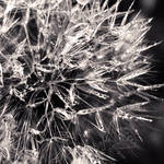Dandelion 00 by Aiae