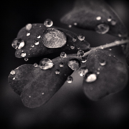 Fresh Rain 04