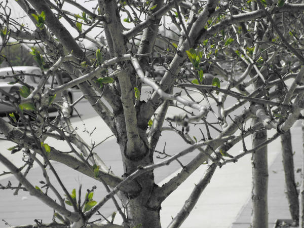 Target Trees III by tigerzroar on DeviantArt