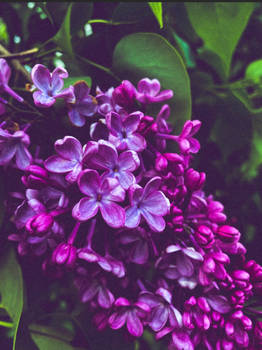 Lilac