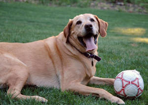 Happy Lab