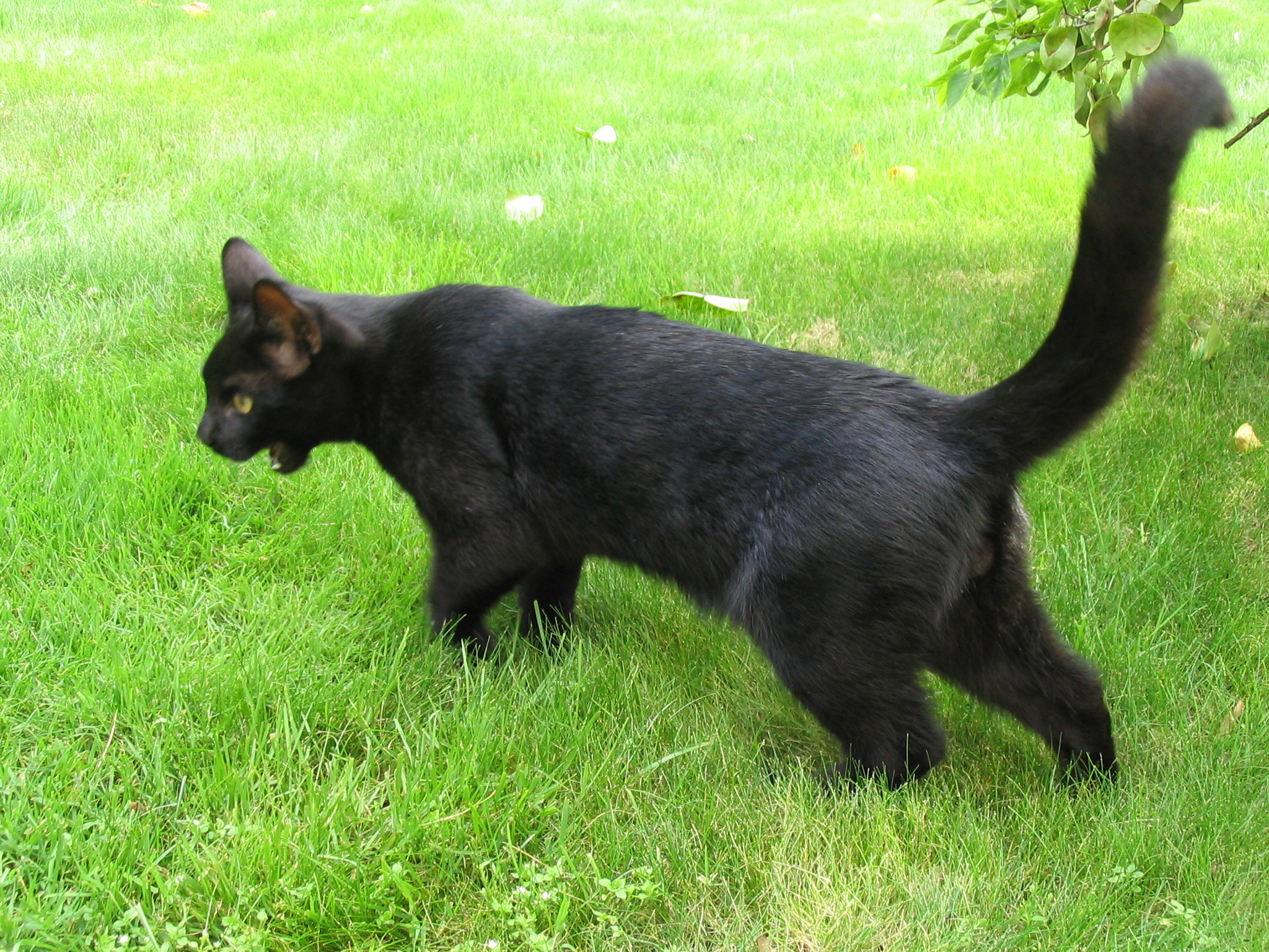 baby black panther