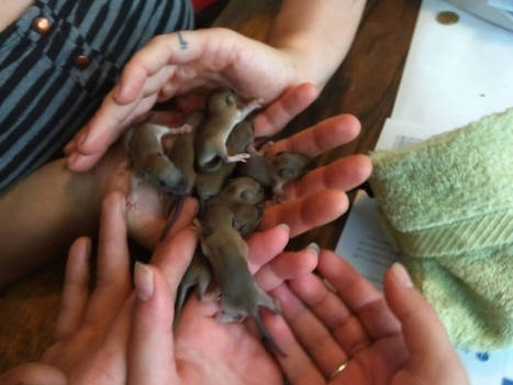 A few hands full of young orphin rats.. 