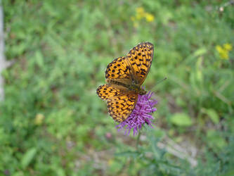 Butterfly and Purple Flower
