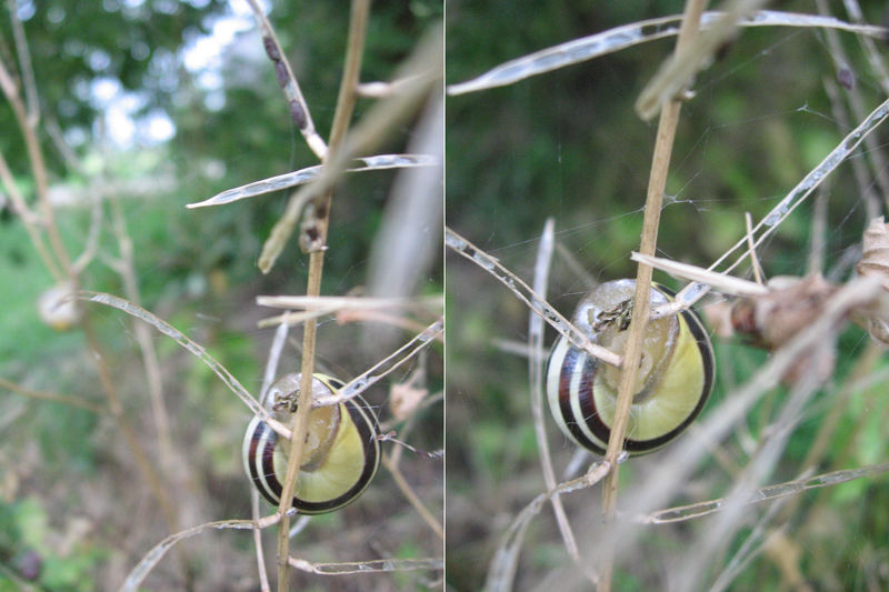 Snail Shells Before The Frost Stock 1