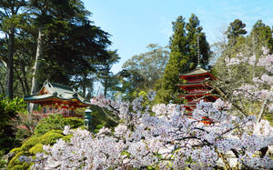 Sakura at the Japanese Tea Gardens
