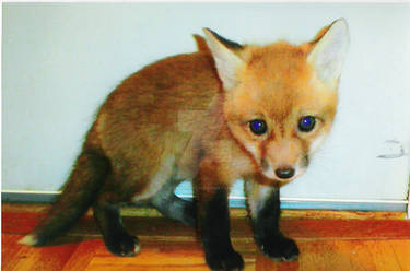 Baby red fox 1