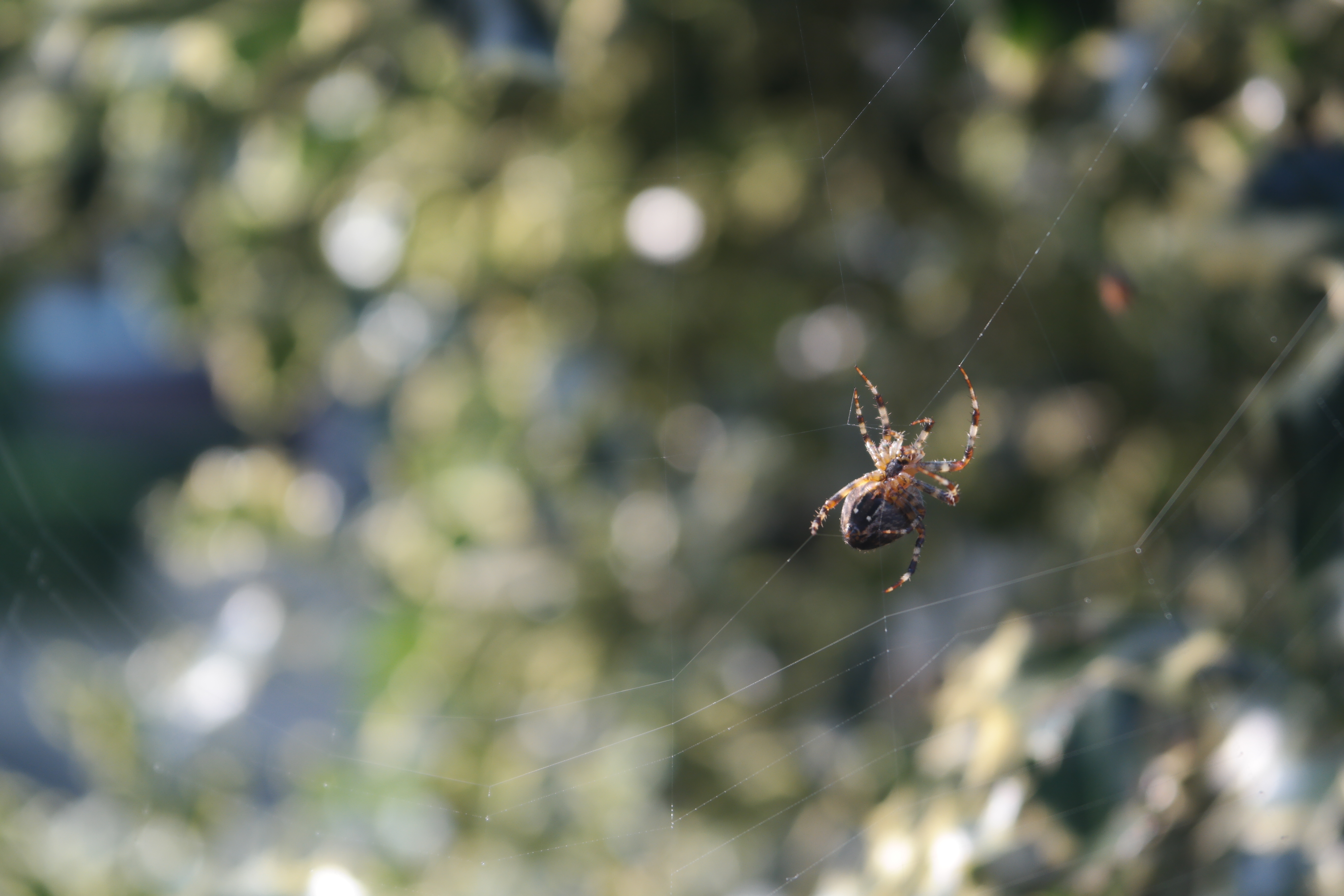 Hello tiny spider ^-^